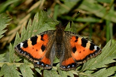 David Plant Photography - Wildlife Photography - Small tortoiseshell - B